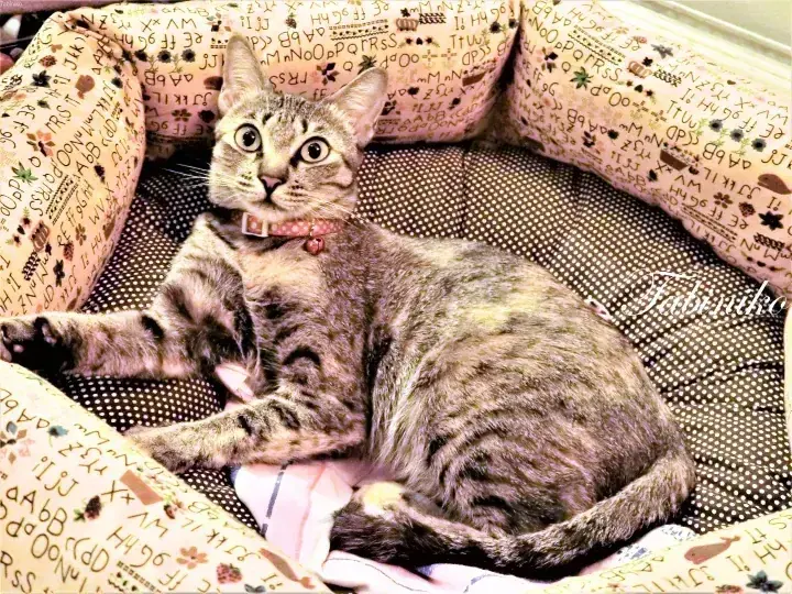 A tabby cat with wide eyes lounging comfortably on a patterned cushion in a cozy pet bed.