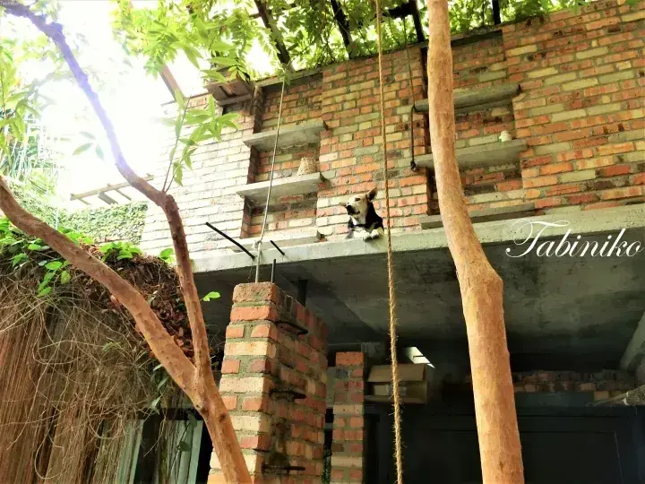 A black and white cat sits on a concrete ledge of a rustic brick building with a rope swing and lush greenery.