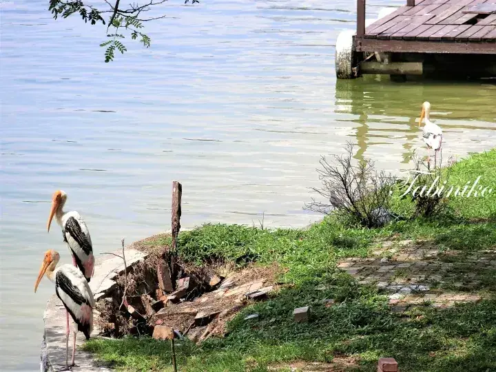 Painted storks standing by a lake near a wooden dock in Malaysia.
