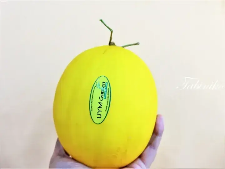 A hand holding a bright yellow UYM Garden hydroponic melon with a green sticker showing it is proudly produced in Malaysia.