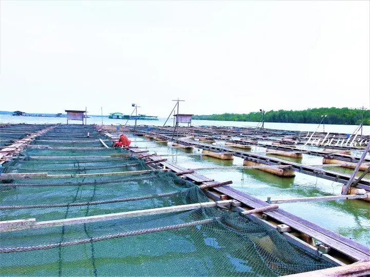 Aerial view of extensive wooden fish farms with green nets in calm waters near a mangrove forest.