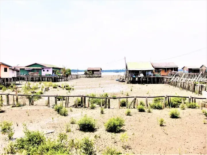 Traditional wooden stilt houses on a muddy riverbank with young mangrove plants in the foreground.