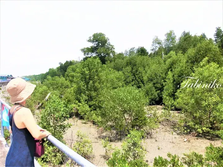 Woman in a hat overlooking a lush mangrove forest from a viewing platform.