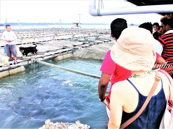 Visitors observe dolphins swimming in a large outdoor marine park enclosure while a dog walks on the nearby walkway.