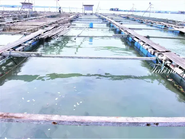 Floating wooden walkways and blue barrels at a fish farm in Malaysia.