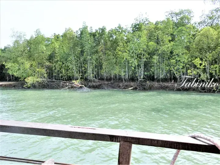 View of lush mangrove forest along a riverbank from a wooden boat railing