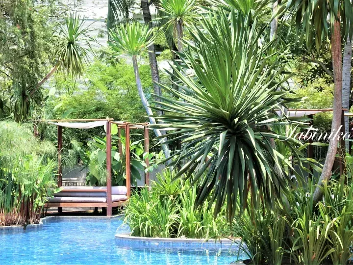 Lush tropical garden with a large yucca plant beside a blue swimming pool and wooden daybed at a resort.