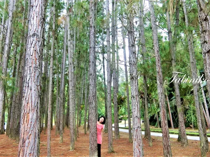 Woman in pink dress peeking from behind a tall pine tree in a lush forest setting.