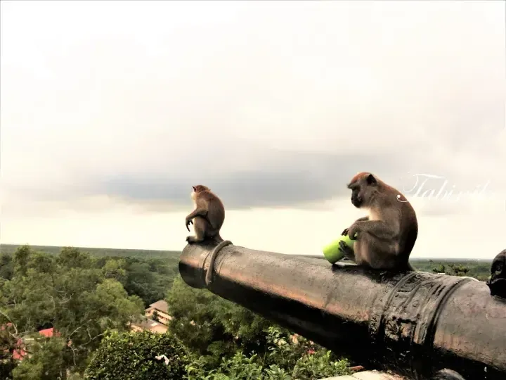 Two macaques sit on a large cannon overlooking lush greenery at the Monkey Forest in Ubud, Bali.