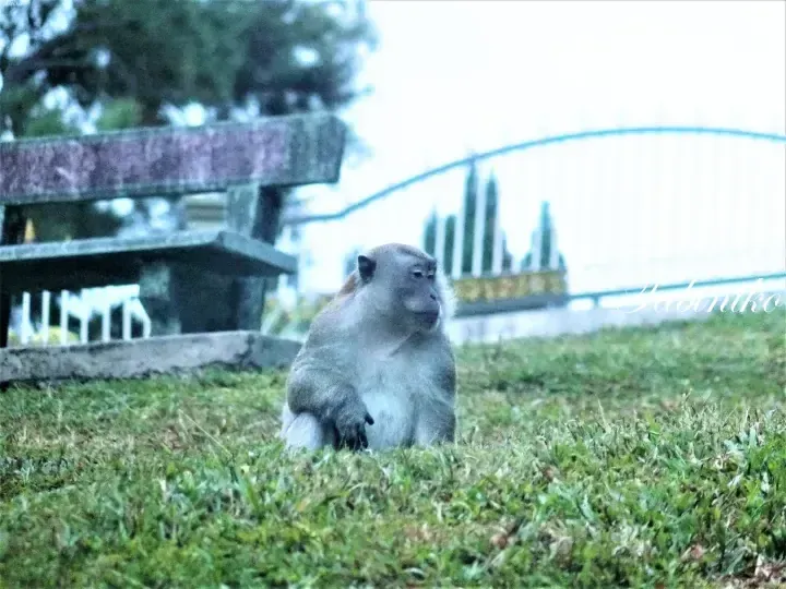 A macaque monkey sits on grass in front of a traditional wooden structure with a bridge in the background.