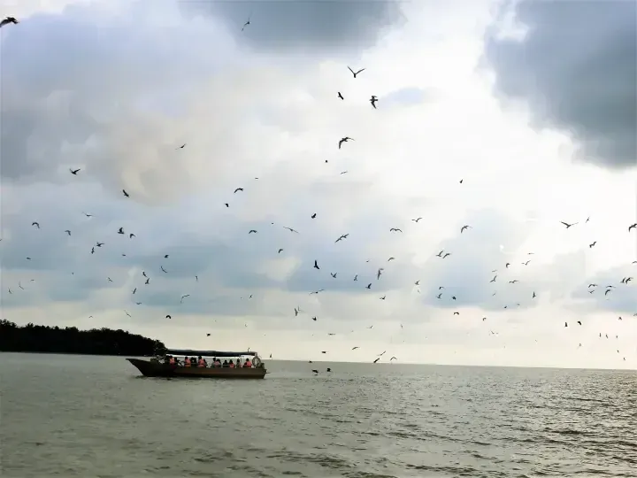 Tour boat with passengers on water surrounded by a large flock of birds under a cloudy sky near a mangrove forest.
