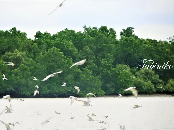 Flock of white terns flying over the water with a lush mangrove forest backdrop.