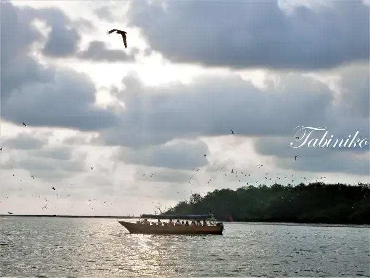 Tour boat with passengers cruising on calm waters surrounded by mangroves and a large flock of birds under dramatic clouds.