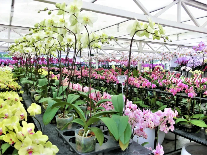 温室で展示されているカラフルな胡蝶蘭の並ぶ花壇。