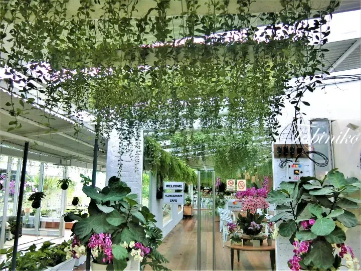 Entrance to Florescence Cafe with hanging greenery, potted orchids, and a welcome sign.