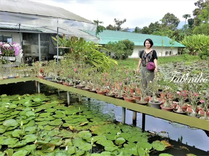 Woman standing beside potted desert roses on a wooden walkway over a lotus pond at a Malaysian nursery.