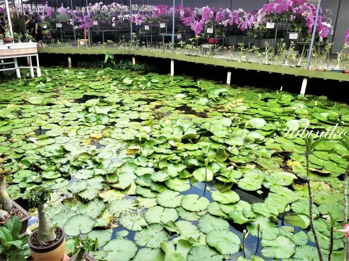 A pond filled with green lily pads and blooming orchids in a nursery setting.