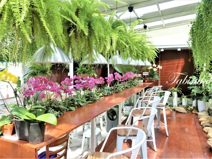 Long wooden table surrounded by vibrant pink orchids and hanging ferns in a lush indoor garden setting