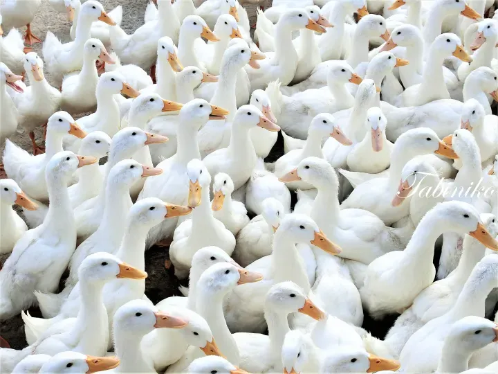 A large flock of white ducks with orange beaks gathered closely together in a farm setting.