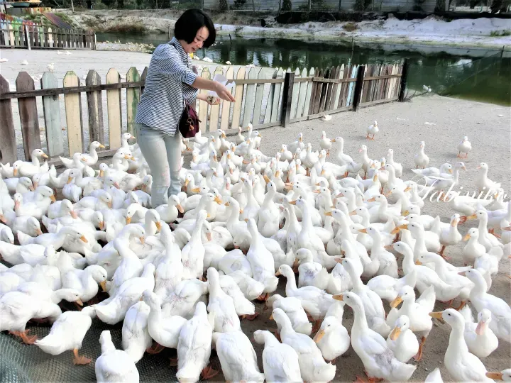 Woman feeding a large flock of white ducks at a farm near a pond.