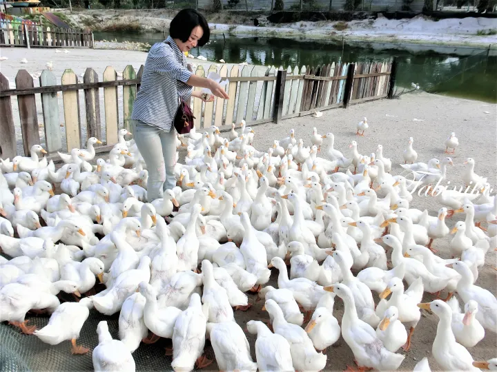 池の近くの農場で白いアヒルの群れに餌を与える女性。