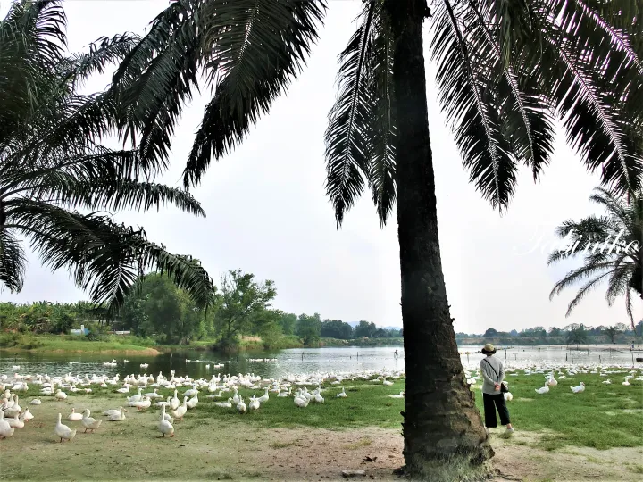 マレーシアの熱帯環境で、ヤシの木の下から池の畔で群れる白いアヒルを眺める人物。
