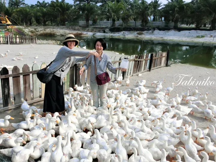 Two women feeding a large flock of white ducks at a farm with palm trees in the background.