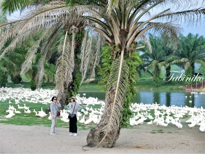 Two women standing near palm trees surrounded by a large flock of white ducks at a lakeside location.