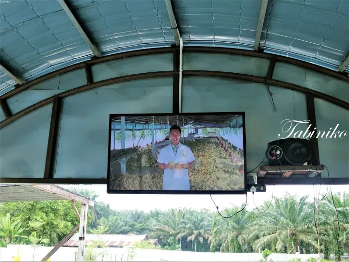 Television screen displaying a poultry farm video with palm trees visible in the background.