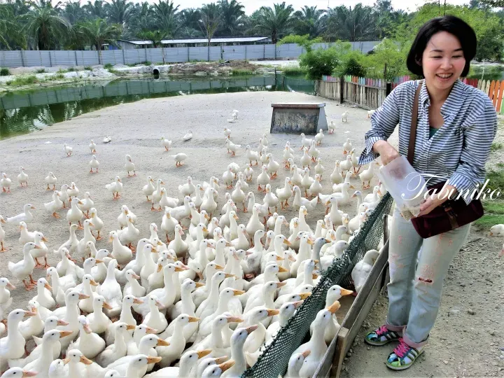 Smiling woman feeding a large flock of white ducks at a farm in Malaysia.
