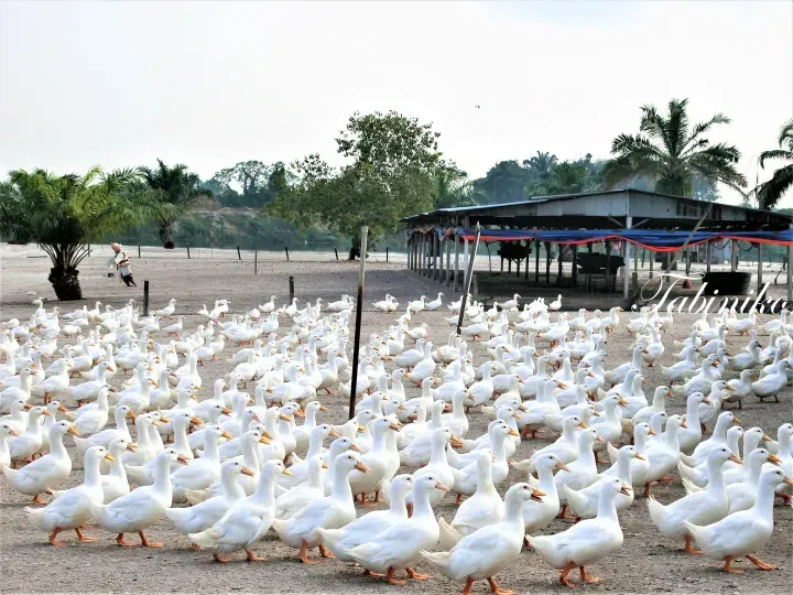 Large flock of white Pekin ducks gathered at a farm near a shelter and palm trees in Malaysia.