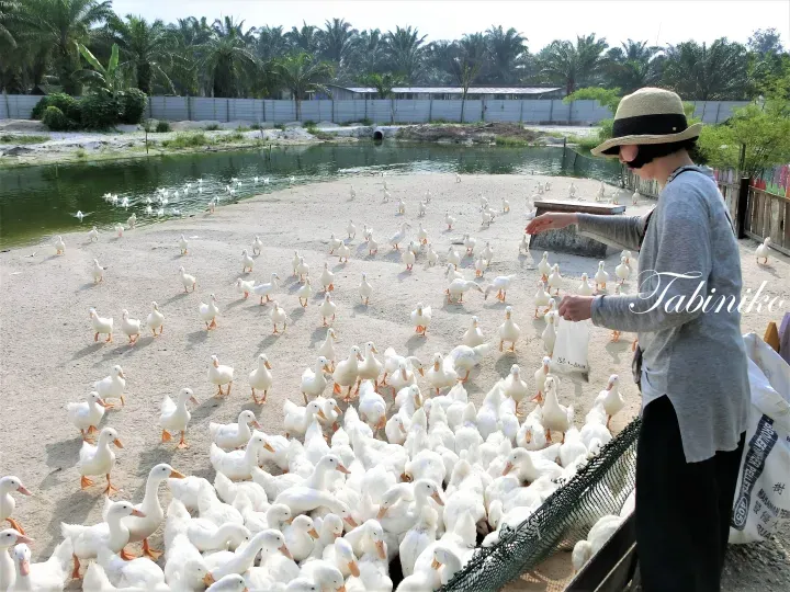 A woman in a straw hat feeds a large flock of white ducks at a farm with a pond and palm trees.
