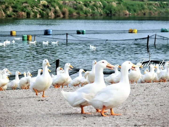 A flock of white ducks gathers on a gravel shore beside a lake with floating nets and buoys.