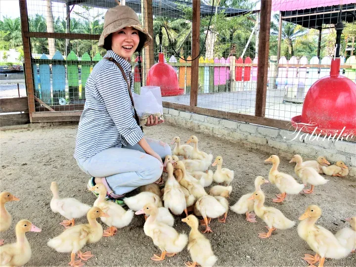 Smiling woman in striped shirt feeding ducklings at a farm with red feeders and colorful fences.