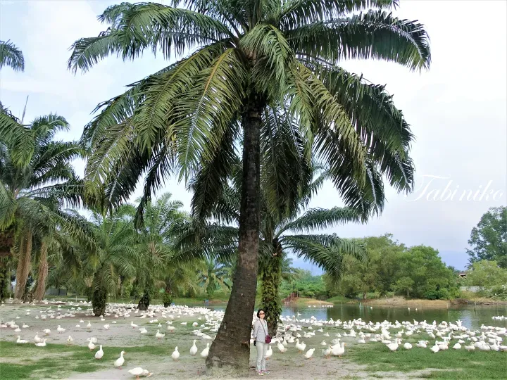 A woman stands beside a tall palm tree surrounded by a large flock of white ducks at a tropical farm.