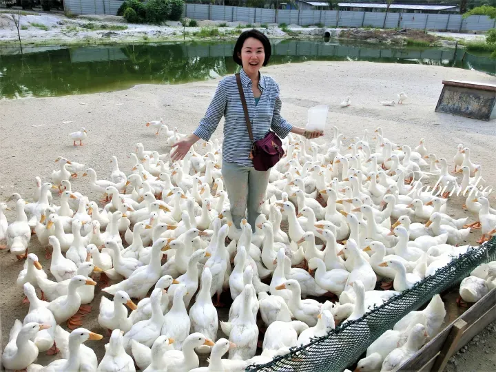 Traveling in Taiping and stopping by Trong Leisure Duck Farm