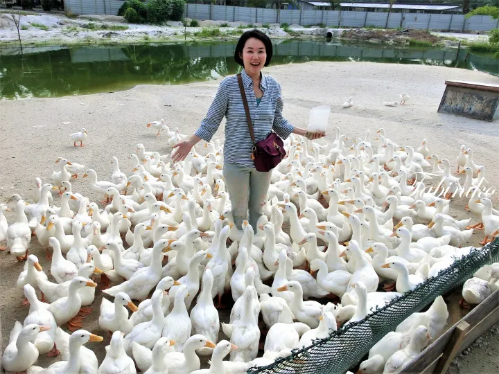 タイピン(Taiping)で旅行してついてにトロン レジャー ファーム(Trong Leisure [Duck] Farm)へ　【マレーシア旅行】