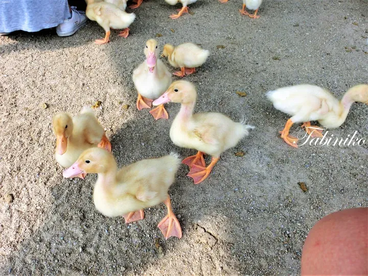 A group of fluffy yellow ducklings with orange beaks and feet walking on a gravel surface.