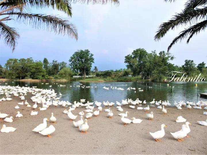 Large flock of white ducks resting on a sandy bank beside a pond, framed by palm fronds in a tropical setting.