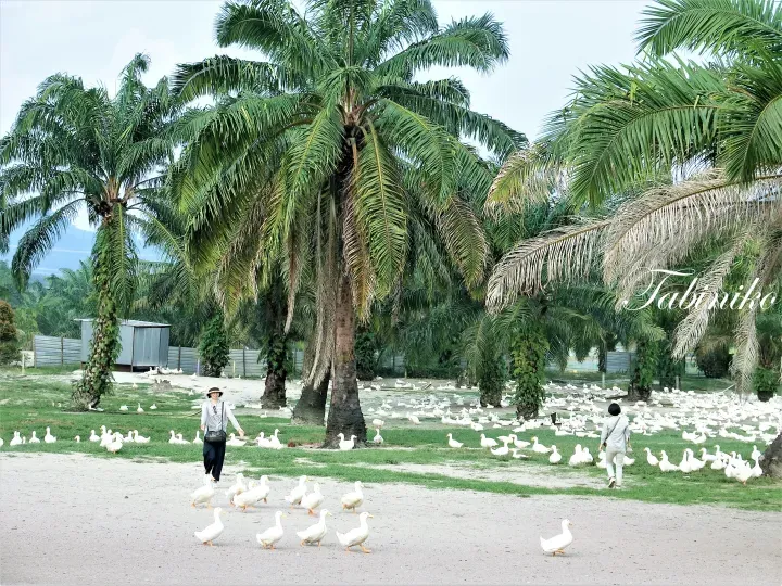 Visitors walk among white ducks in a palm grove at a farm in Malaysia.