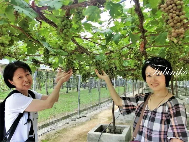 Two women smiling under a grape trellis at a farm, reaching out to touch hanging bunches of green grapes.