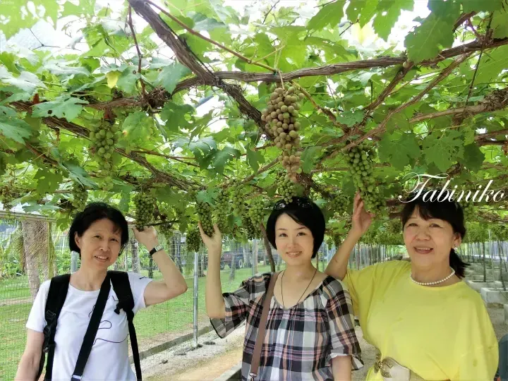 Three women smiling under a grape trellis at a Malaysian vineyard, holding bunches of green grapes.