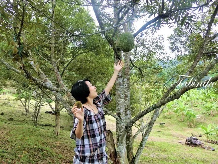 Woman in plaid dress reaching up to touch a durian fruit hanging from a tree in a lush Malaysian orchard.