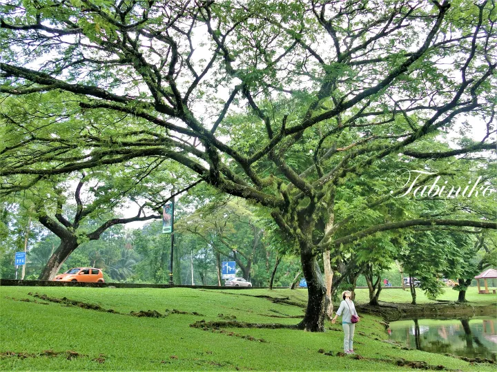 Taiping Lake Garden (タイピン レイク ガーデン), Perak マレーシア旅行