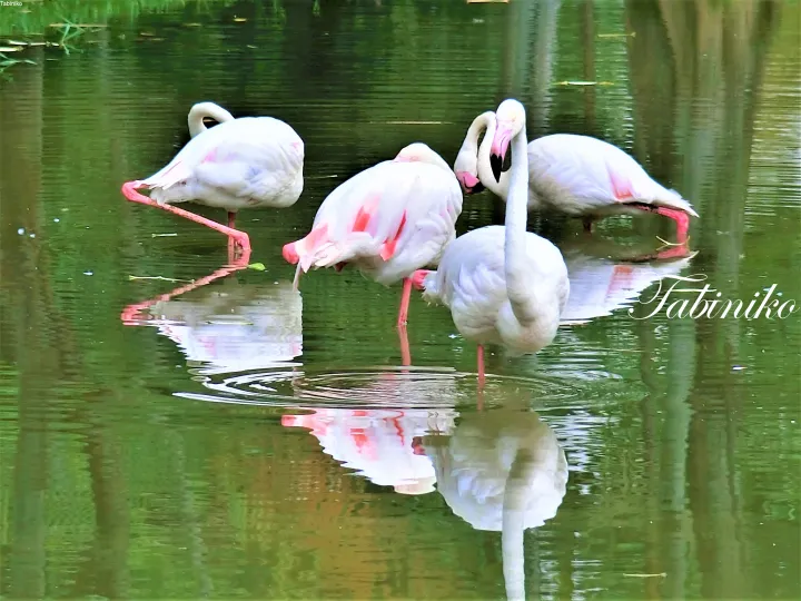 Pink flamingos standing in calm water with reflections at a Malaysian wildlife park.
