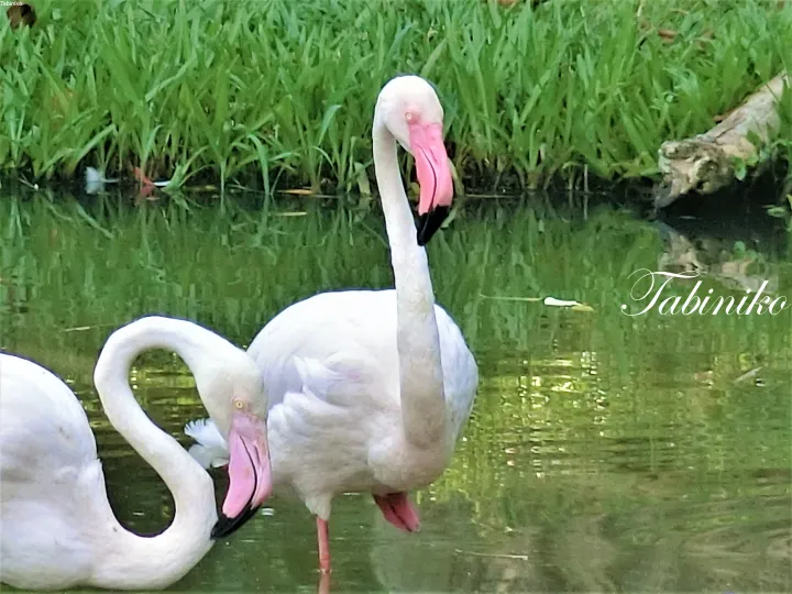 Two pink flamingos standing in shallow water near lush green grass.