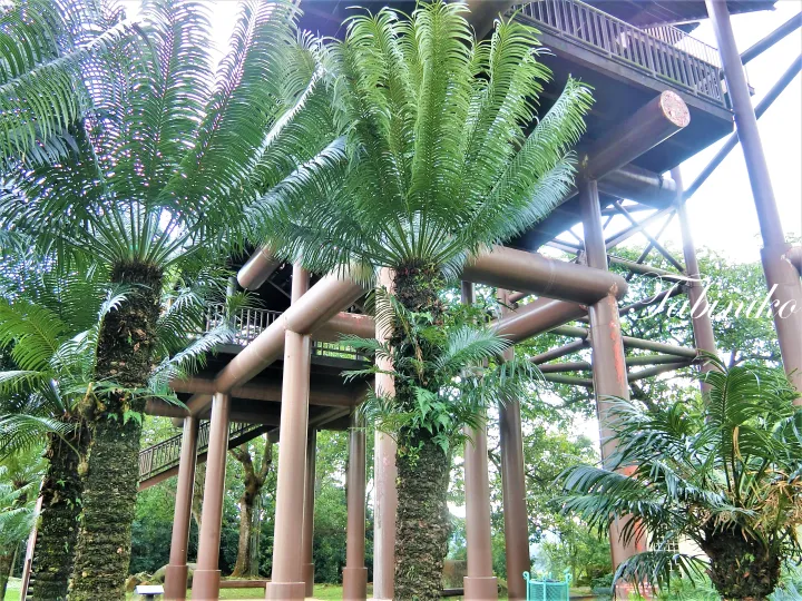 Large cycad trees growing beneath a multi-level wooden observation tower structure in a lush tropical garden.