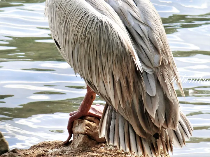 A pelican stands on a rock by the water, preening its feathers.