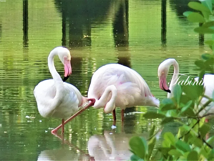 Pink flamingos wading in green water with reflections of trees at a Malaysian nature park