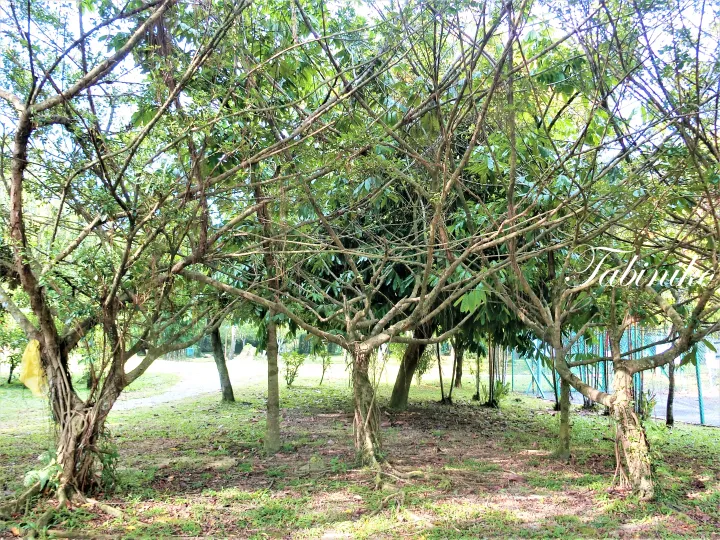 A cluster of trees with exposed roots in a grassy park area near a blue fence.